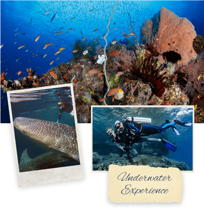 silolona travel - UNDERWATER EXPERIENCE - banner