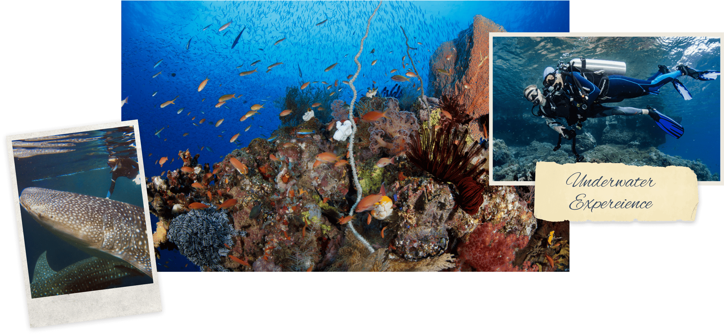 silolona travel - UNDERWATER EXPERIENCE - banner